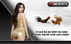 Vì sao đá gà đòn tại HZ88 được người chơi lựa chọn?